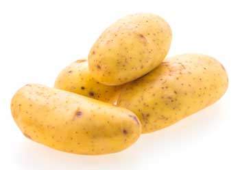 Potato | ഉരുള കിഴങ്ങ് 
