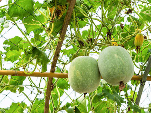 Medicinal ash gourd | നെയ് കുമ്പളം 