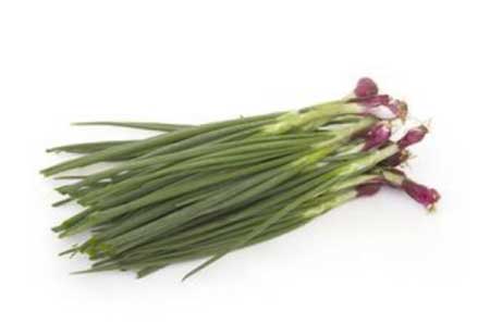 Spring onion  