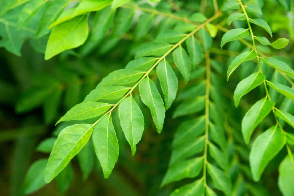 How may curry leaves be used more effectively? 