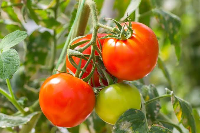 Tomato | നാടൻ തക്കാളി 