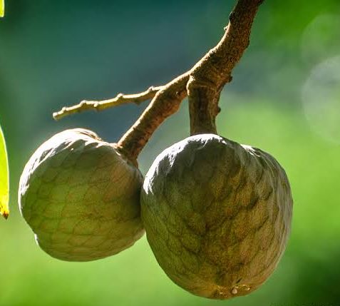 Custard apple | സീത പഴം ( മറയൂർ ) 