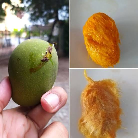 Nadan mambazham | നാട്ടു മാമ്പഴം mango 