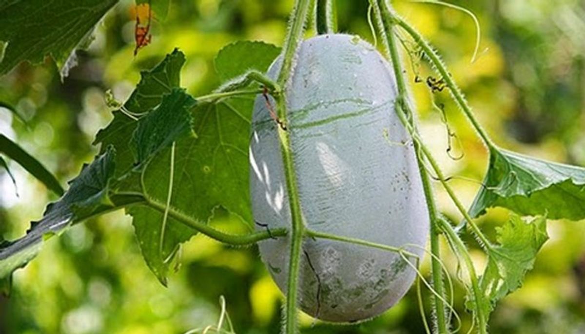 Kumbalanga Ash gourd (500 g )