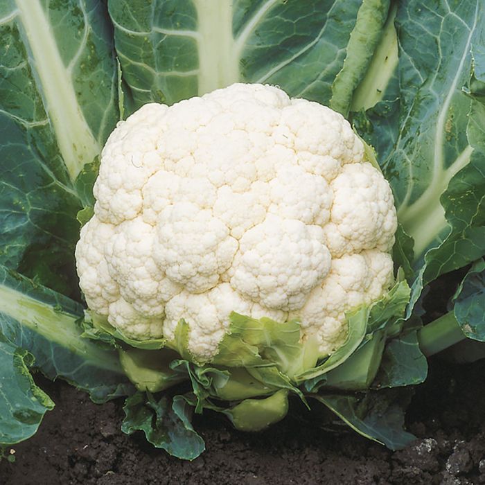 Cauliflower | കോളി ഫ്‌ളവർ  (approx. 400g - 800 g ) 